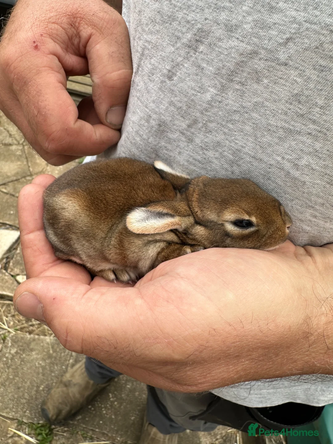 Rex rabbits for sale: Beautiful Baby Rex Bunny Ready 14/09 - Advert 1
