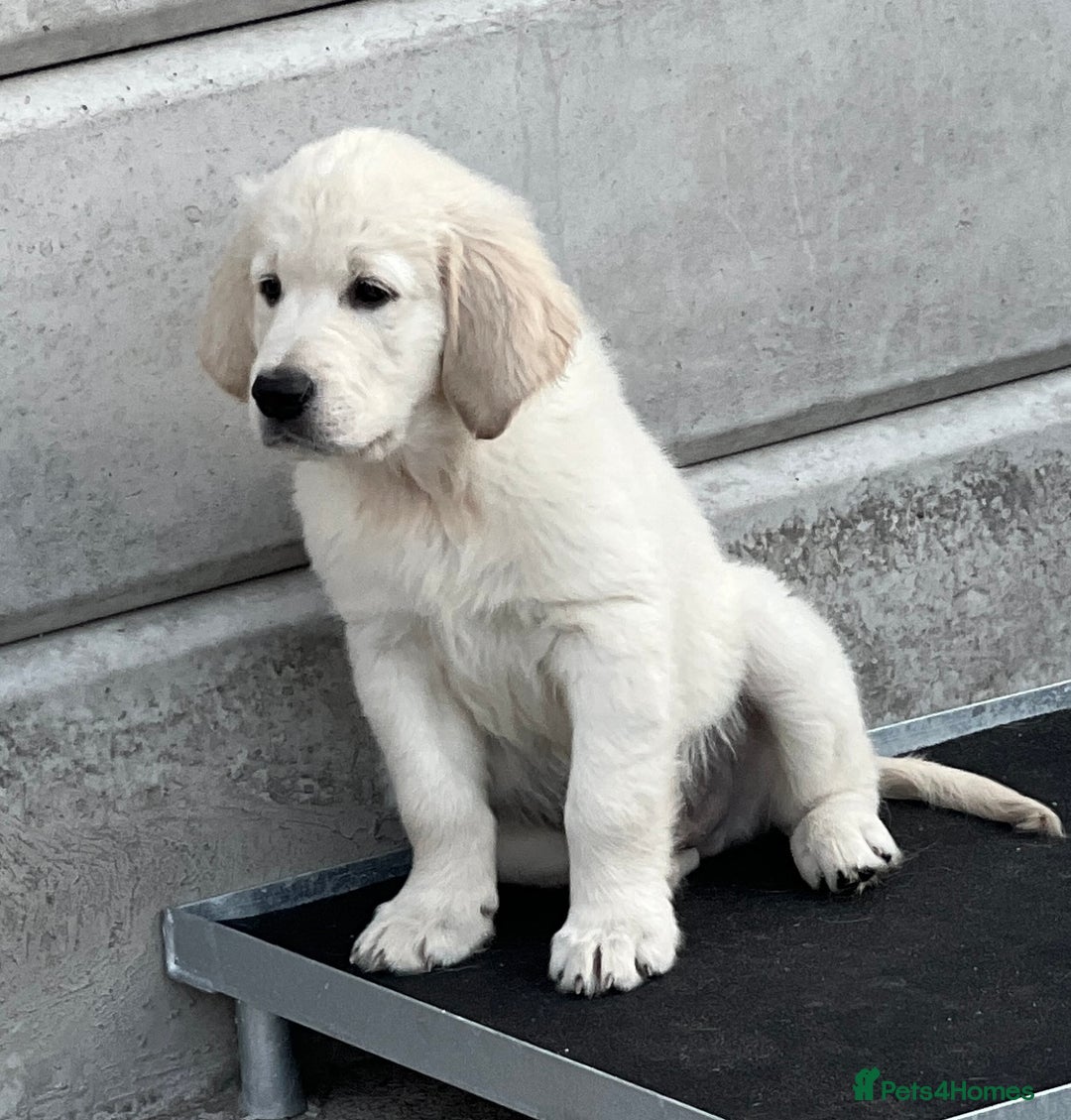 Golden Retriever dogs for sale: Stunning Puppies Ready Now (Updated pics) - Image 16
