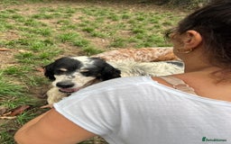 English Setter dogs for adoption: Rayo  - Image 7