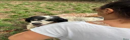 English Setter dogs for adoption: Rayo  in Rochester - Advert 7
