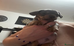 Mixed Breed dogs for sale: French- wieners ❤️ - Image 3