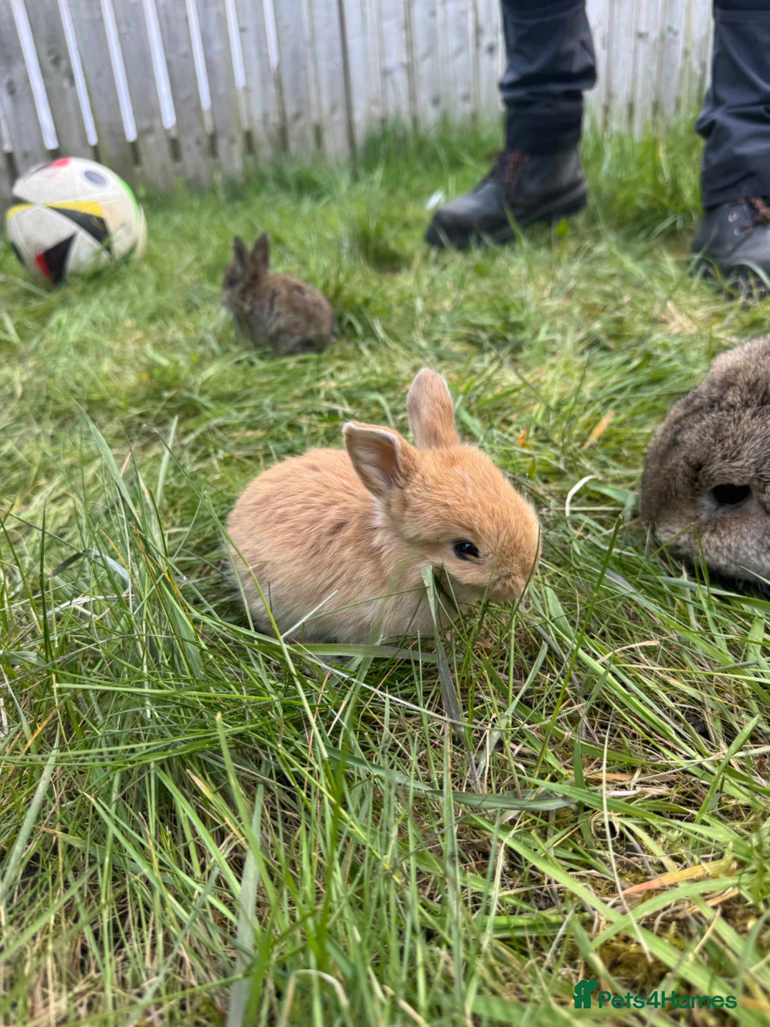 Mini Lop rabbits Litter of Mini Lop Rabbits - Advert 1