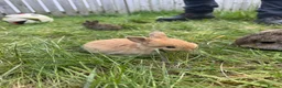 Mini Lop rabbits for sale: Litter of Mini Lop Rabbits in Hull - Advert 1