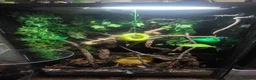 Frog reptiles for sale: Whites tree frogs x 3 and full set up - Advert 11
