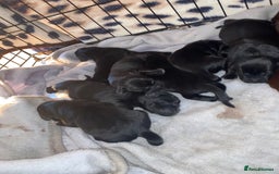 Mixed Breed dogs for sale: Beautiful pointer lab puppies!  - Image 5