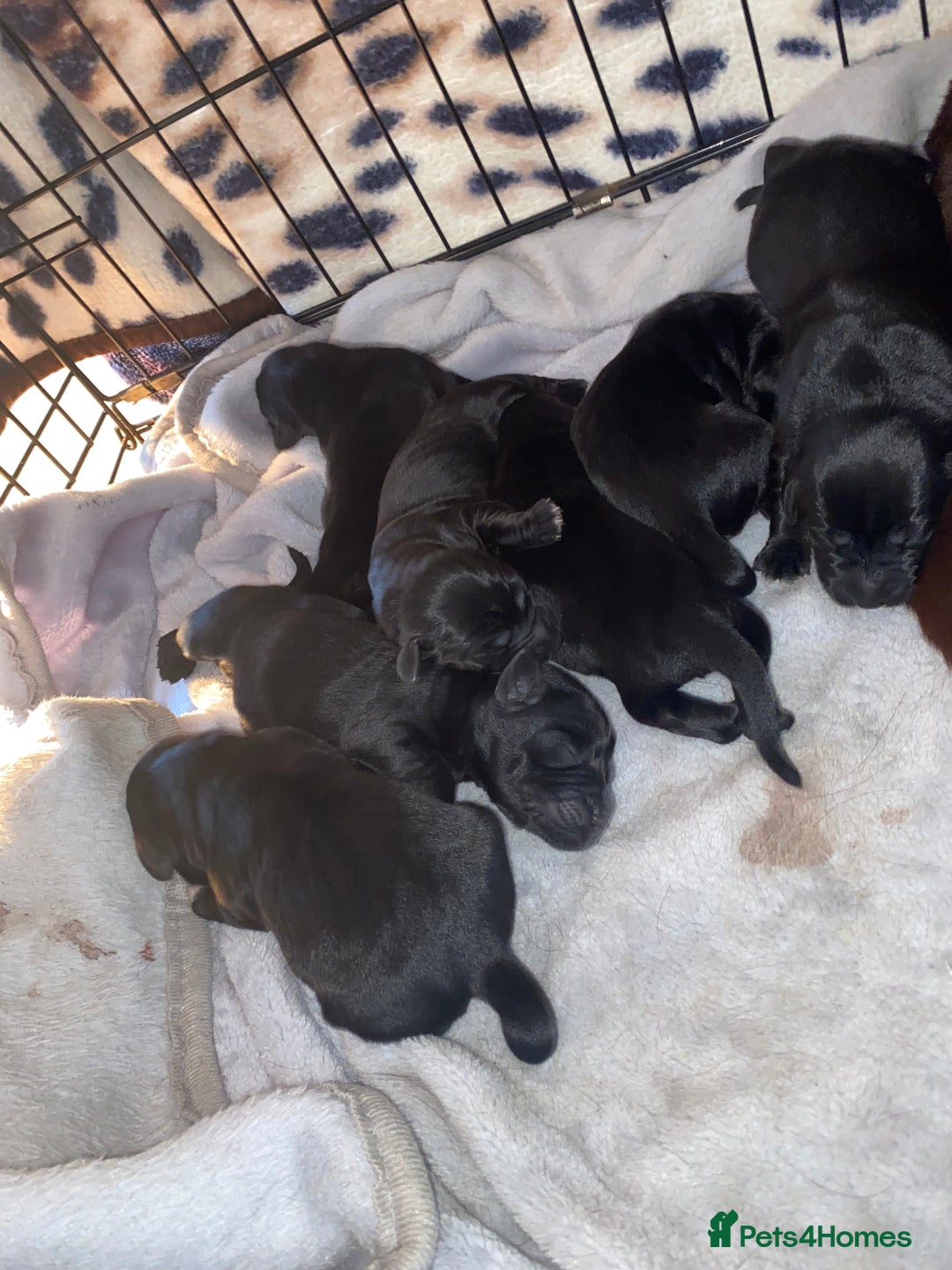 Mixed Breed dogs for sale: Beautiful pointer lab puppies!  - Image 5