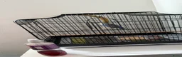 Budgerigars birds for sale: Purple/blue budgie & new cage  - Advert 2