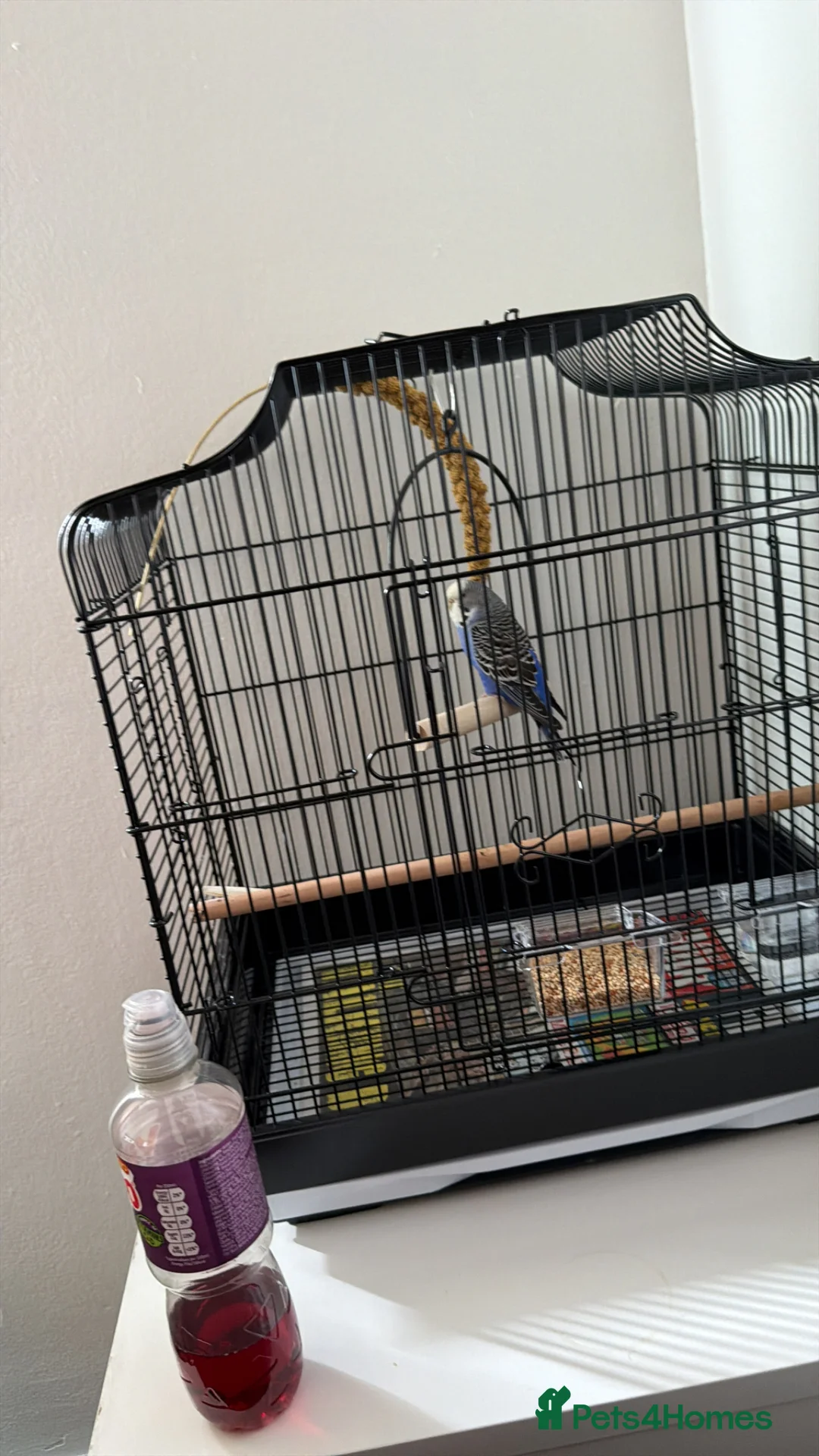 Budgerigars birds for sale: Purple/blue budgie & new cage  - Advert 2