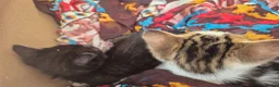 Siberian cats for sale: Adorable Siberian Mixed-Breed  Kittens.  in Birmingham - Advert 4