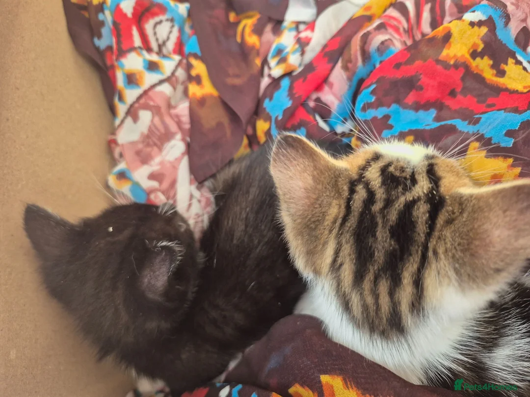 Siberian cats for sale: Adorable Siberian Mixed-Breed  Kittens.  in Birmingham - Advert 4