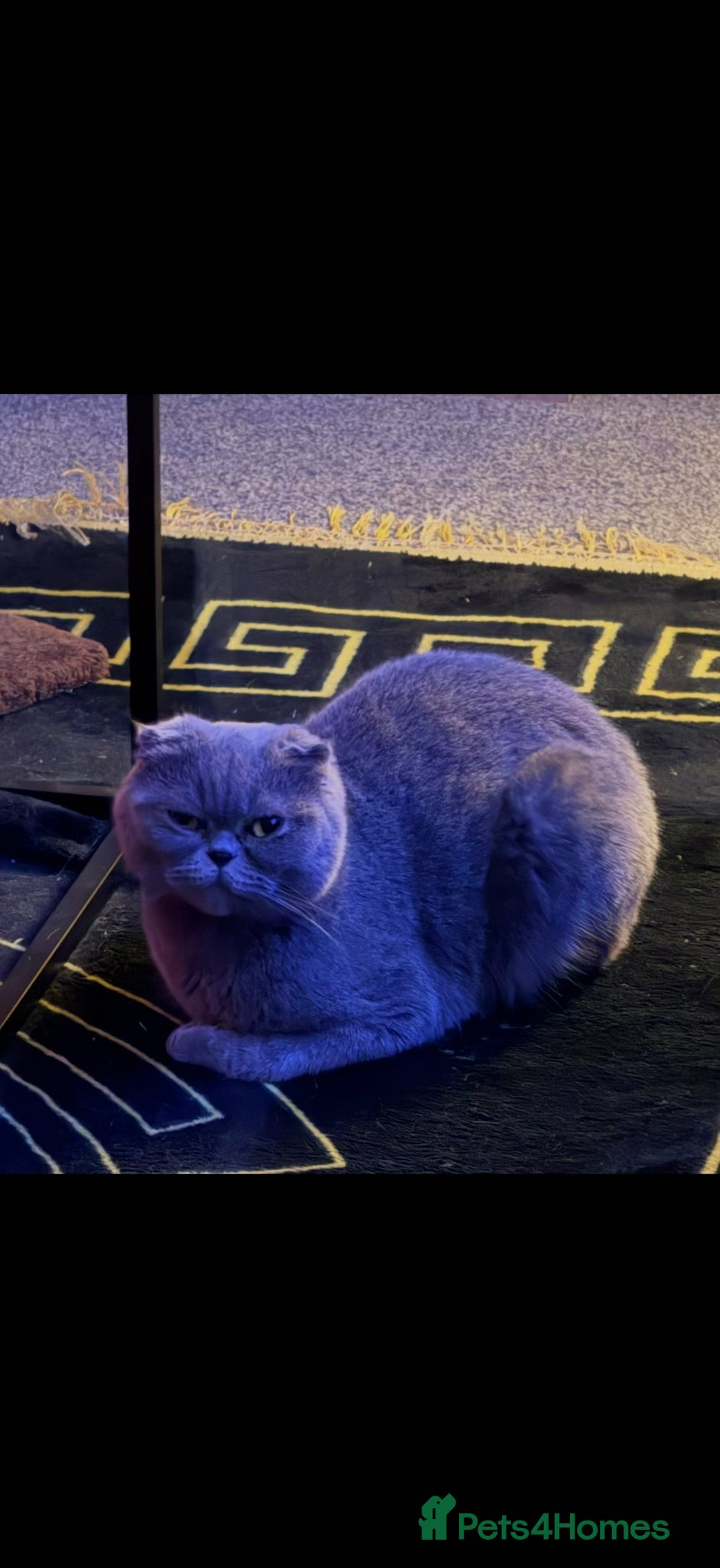 British Shorthair cats British short hair/ Scottish fold - Advert 9