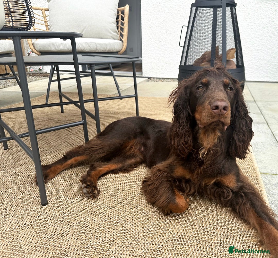 Cocker Spaniel dogs for sale: Stunning KC reg working cocker spaniel puppies  - Advert 2