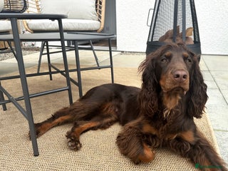 Cocker Spaniel dogs Stunning KC reg working cocker spaniel puppies - Advert 15