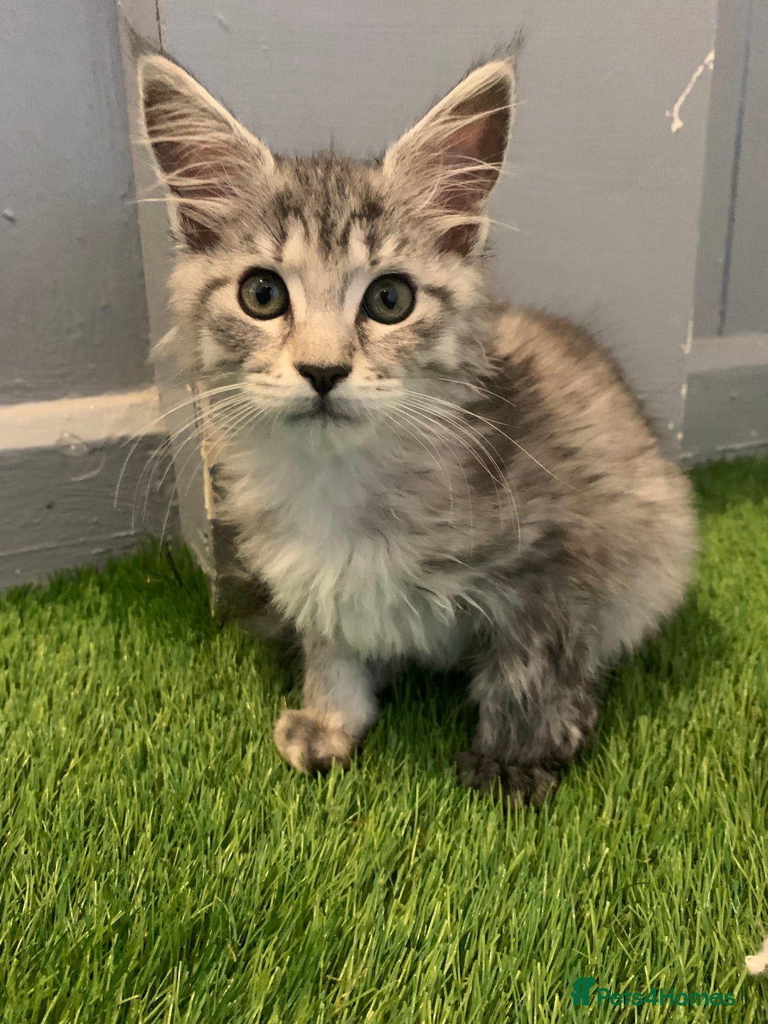 Maine Coon cats for sale: Beautiful Maine Coon Kittens  - Advert 5