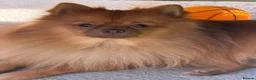 Pomeranian dogs for sale: 🐾 Pomeranian For Sale 🐾 - Advert 4