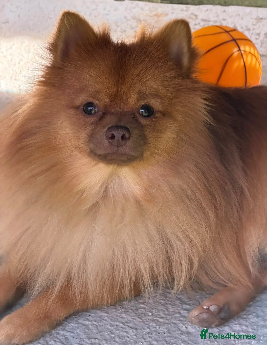 Pomeranian dogs for sale: 🐾 Pomeranian For Sale 🐾 - Advert 4