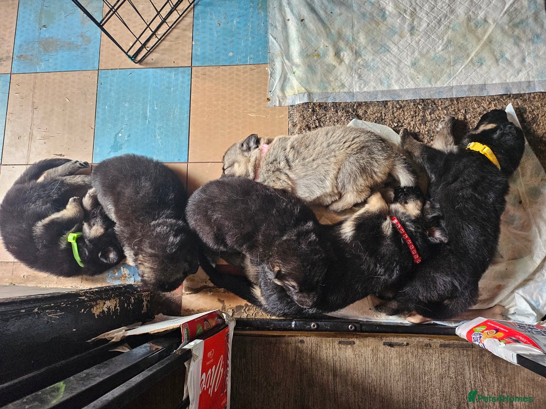 German Shepherd dogs for sale: 8 Beautiful fluffy German Shepherd pups  - Image 3