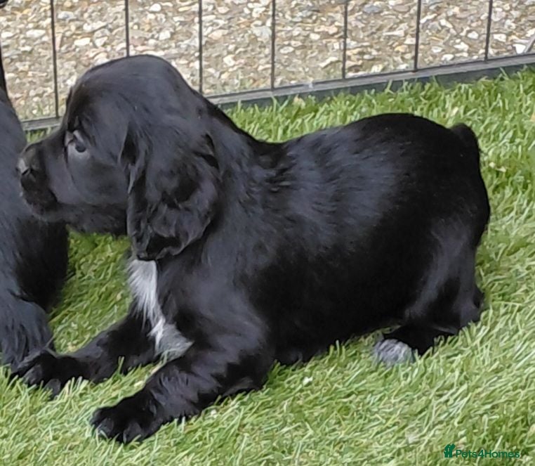 Sprocker dogs Sprocker puppies 75% cocker - Advert 2