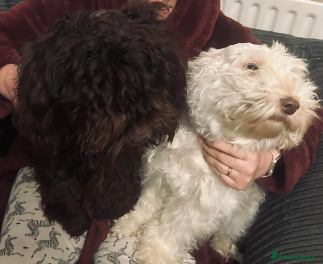Cockapoo dogs for sale: Cockapoo pup (boy) – Loving Family Dog - Advert 1