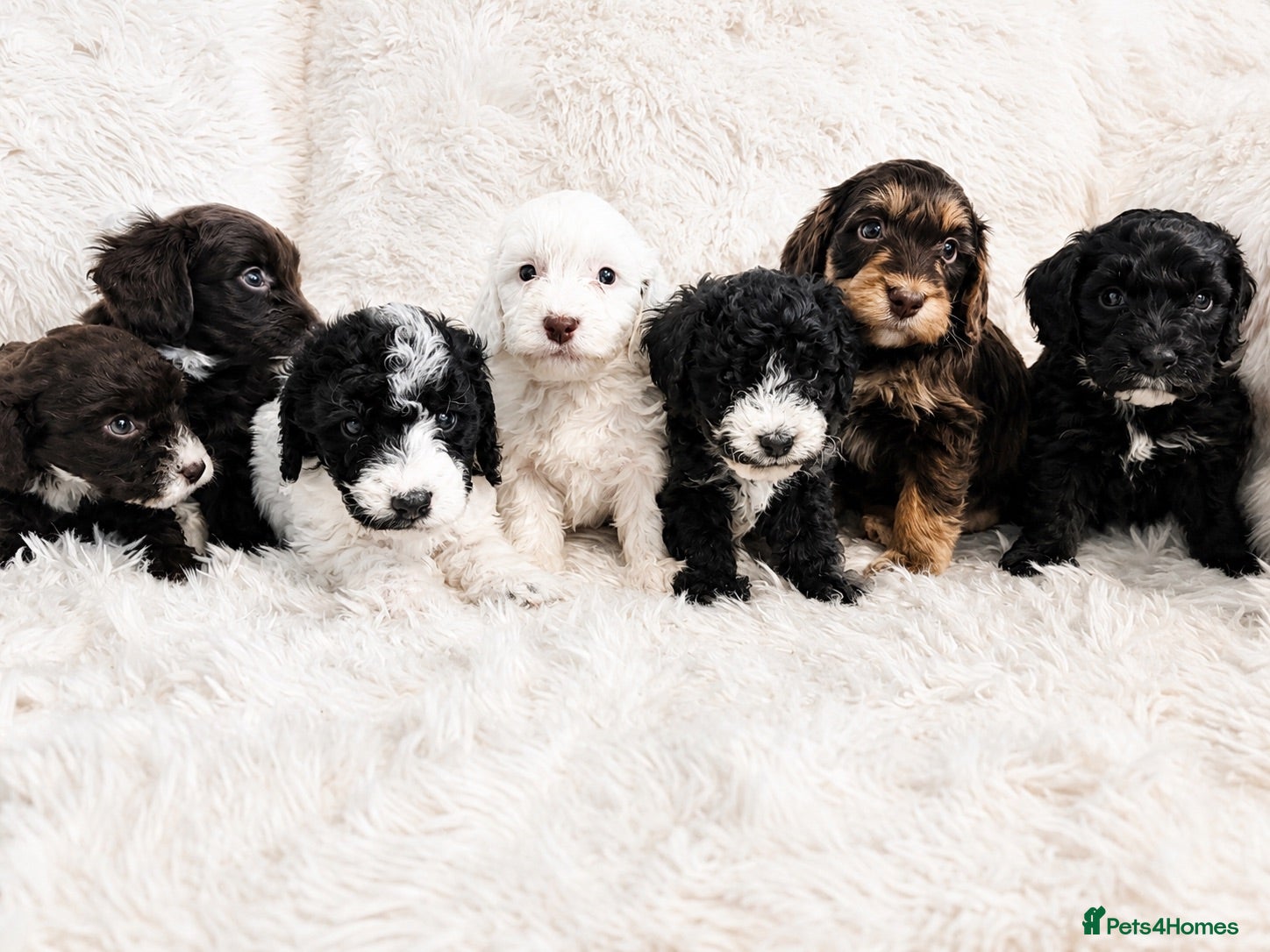Cockapoo dogs Beautiful Cockapoo Puppies Available - Advert 7