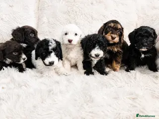 Cockapoo dogs Beautiful Cockapoo Puppies Available - Advert 1