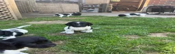 English Springer Spaniel dogs for sale: Pedigree English Springer Spaniel Pups  - Advert 4