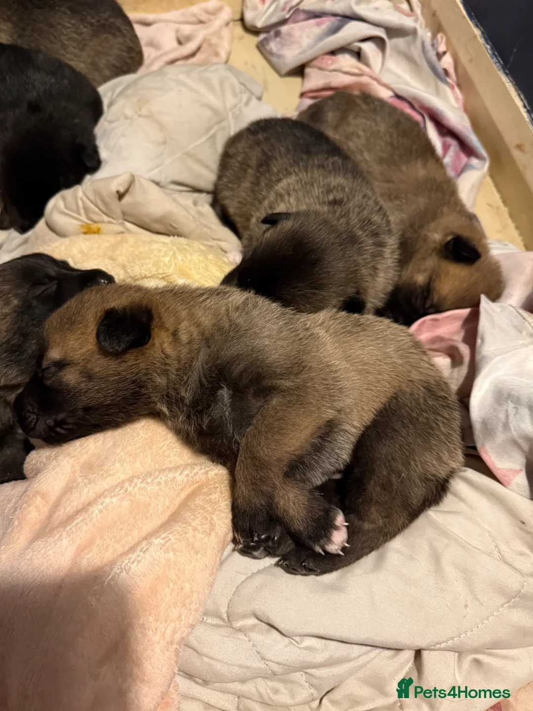 Mixed Breed dogs for sale: Border collie x shepherd puppies  in Lydney - Advert 6