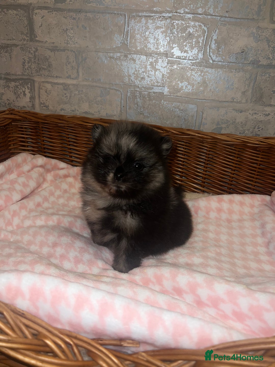 Pomeranian dogs for sale: ✨🖤Merle toy Russian Pomeranian 🖤✨ - Advert 8