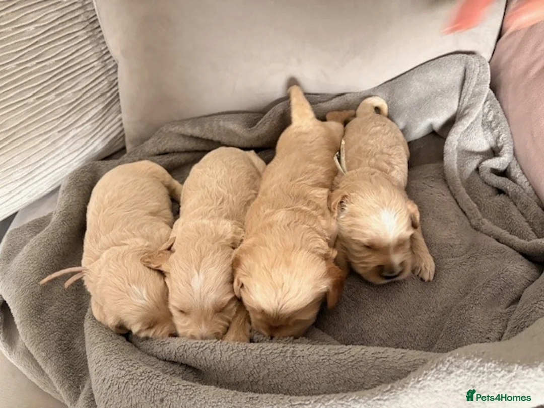 Goldendoodle dogs for sale: Australian Golden Doodle Puppies - Advert 1