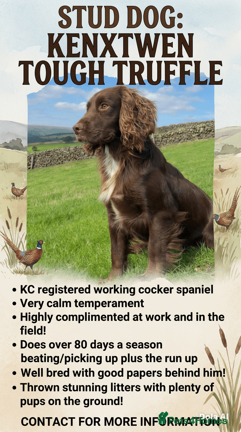 Cocker Spaniel dogs Kc Working Cocker Spaniel Arlo (Stud) - Advert 2