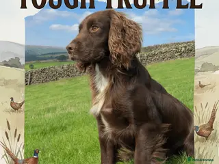 Cocker Spaniel dogs Kc Working Cocker Spaniel Arlo (Stud) - Advert 1
