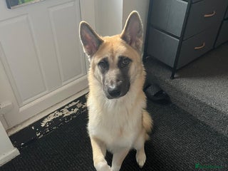 Huskita dogs Male huskita - Advert 1