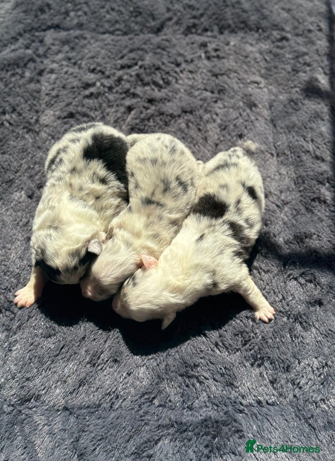 Australian Shepherd dogs for sale: KC registered Australian Shepard puppies - Image 3