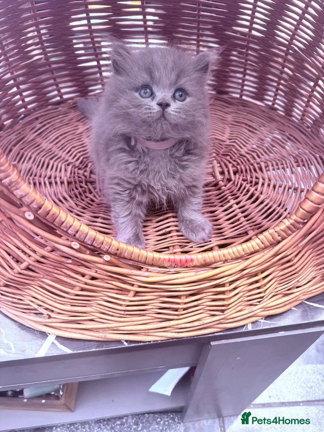 British Shorthair cats for sale: Gorgeous teddy British short/long hair GCCF stud in Luton - Advert 2