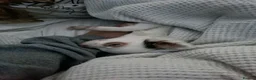 Chihuahua dogs for sale: Kc registered chihuahuas girl & boy in Hull - Advert 2