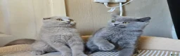 Scottish Fold cats for sale: scottish fold lilac and  blue straight female  - Advert 14