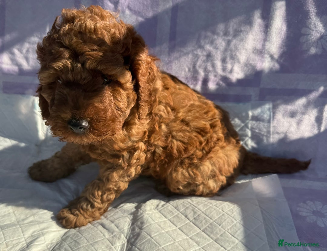 Cockapoo dogs for sale: Gorgeous Cockerpoo F1b - Image 21