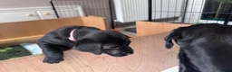Labrador Retriever dogs for sale: KC Registered beautiful working labrador puppies in Oldham - Advert 16