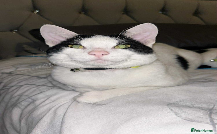 Domestic Shorthair cats - Advert 1