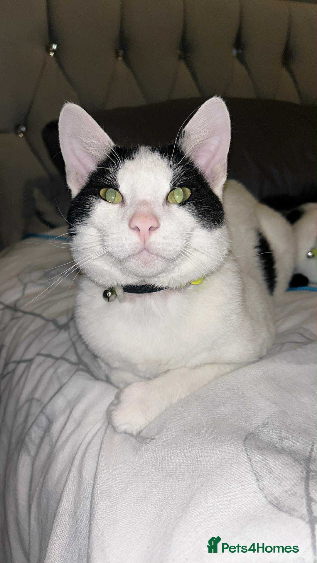 Domestic Shorthair cats for sale: Harry and Melody - Image 1