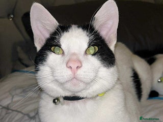 Domestic Shorthair cats for sale - Advert 1