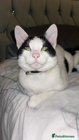 Domestic Shorthair cats - Advert 5