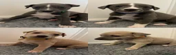 Whippet dogs for sale: Stunning Purebred Whippet Puppies - Ready 27th May - Advert 1
