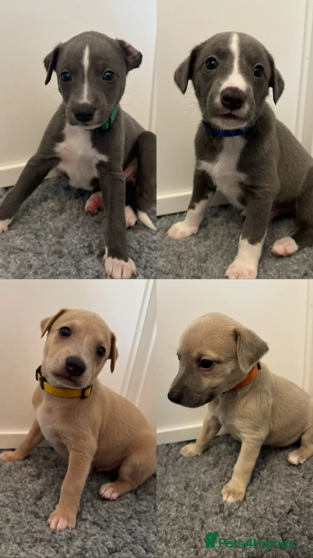 Whippet dogs for sale: Stunning Purebred Whippet Puppies - Ready 27th May - Advert 1
