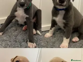 Whippet dogs Stunning Purebred Whippet Puppies - Ready 27th May - Advert 1