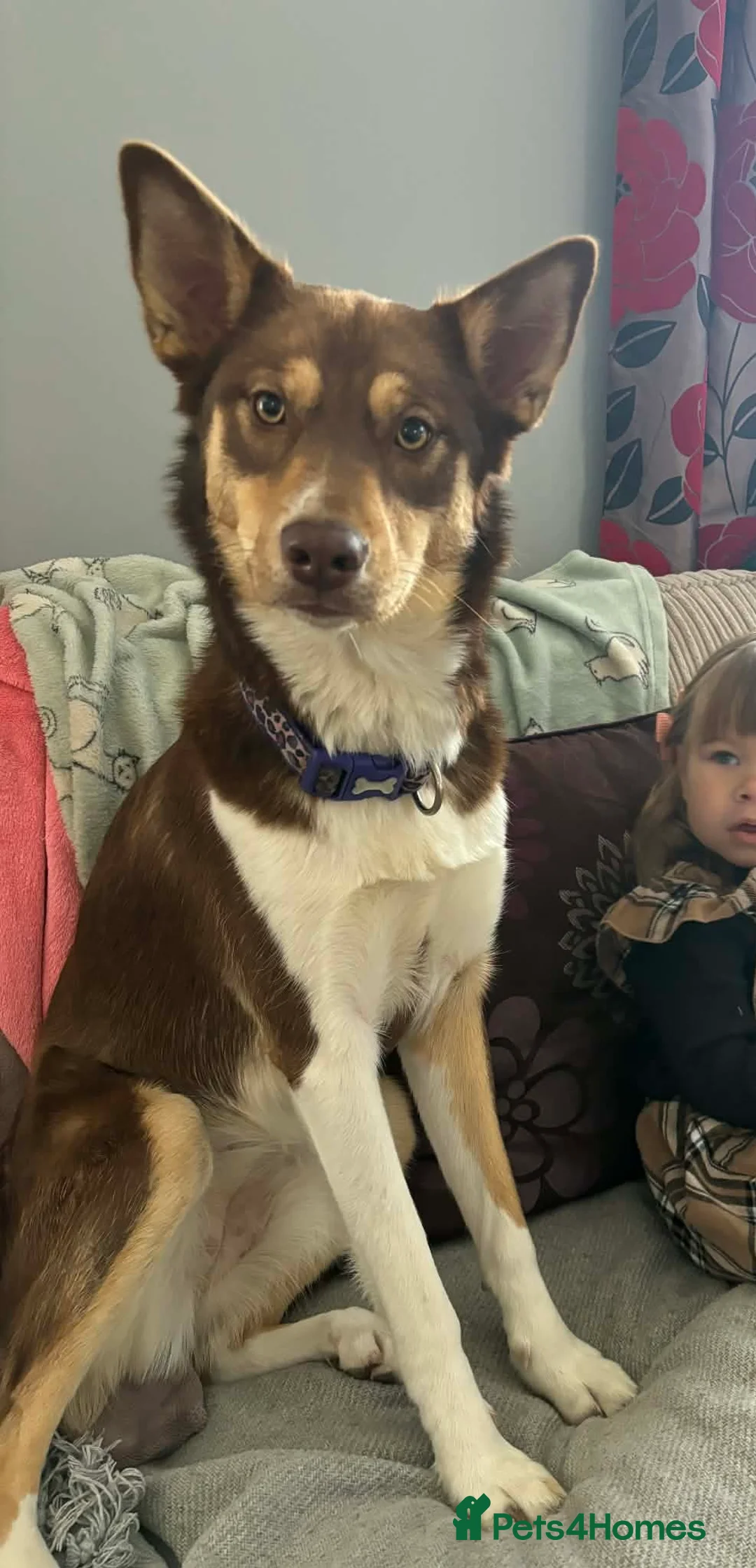 Mixed Breed dogs for sale: Devastating sale of Luna - Advert 6