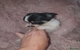 Chihuahua dogs for sale: Tri coloured longcoat apple head - Image 21