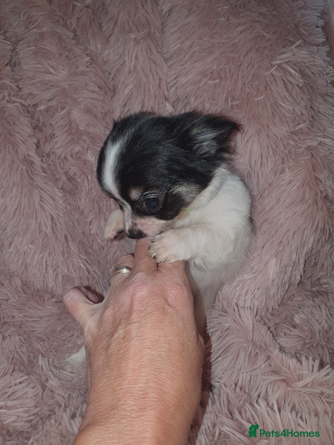 Chihuahua dogs for sale: Tri coloured longcoat apple head - Image 21