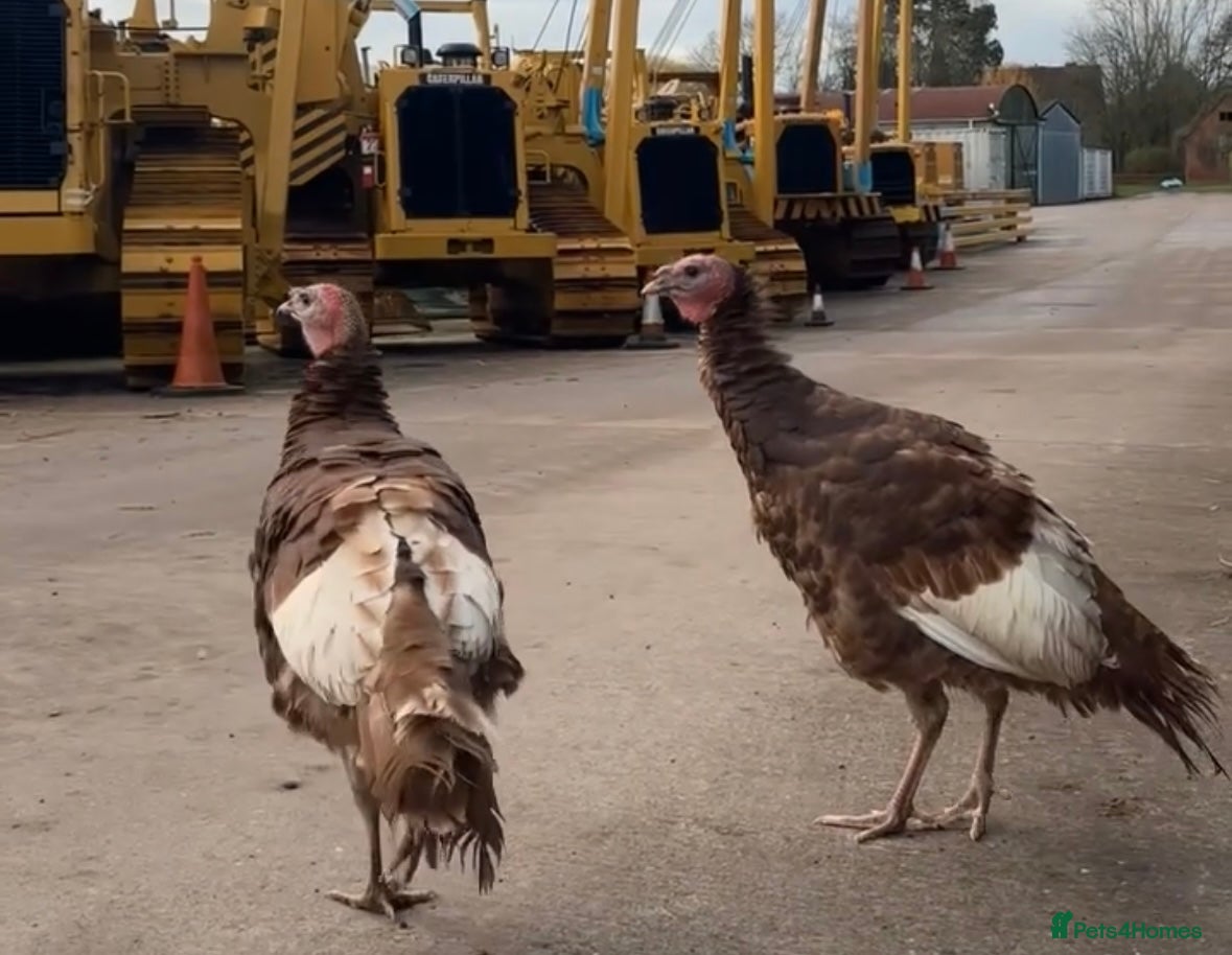 Turkeys poultry Turkeys  - Advert 14