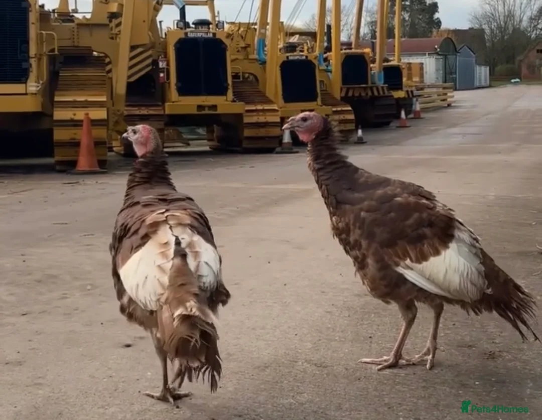 Turkeys poultry for sale: Turkeys  - Advert 1